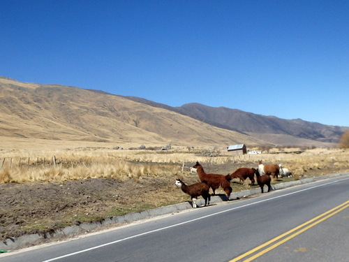 Cattle and Lamas have the same coloration.